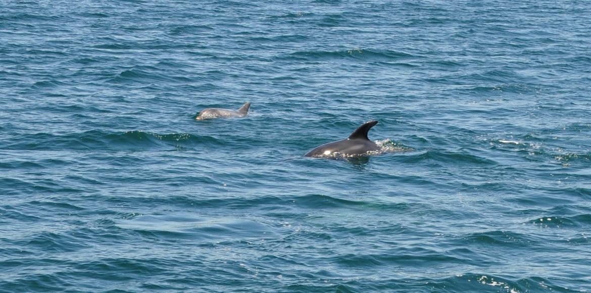 delfines acompañan el barco a Sálvora